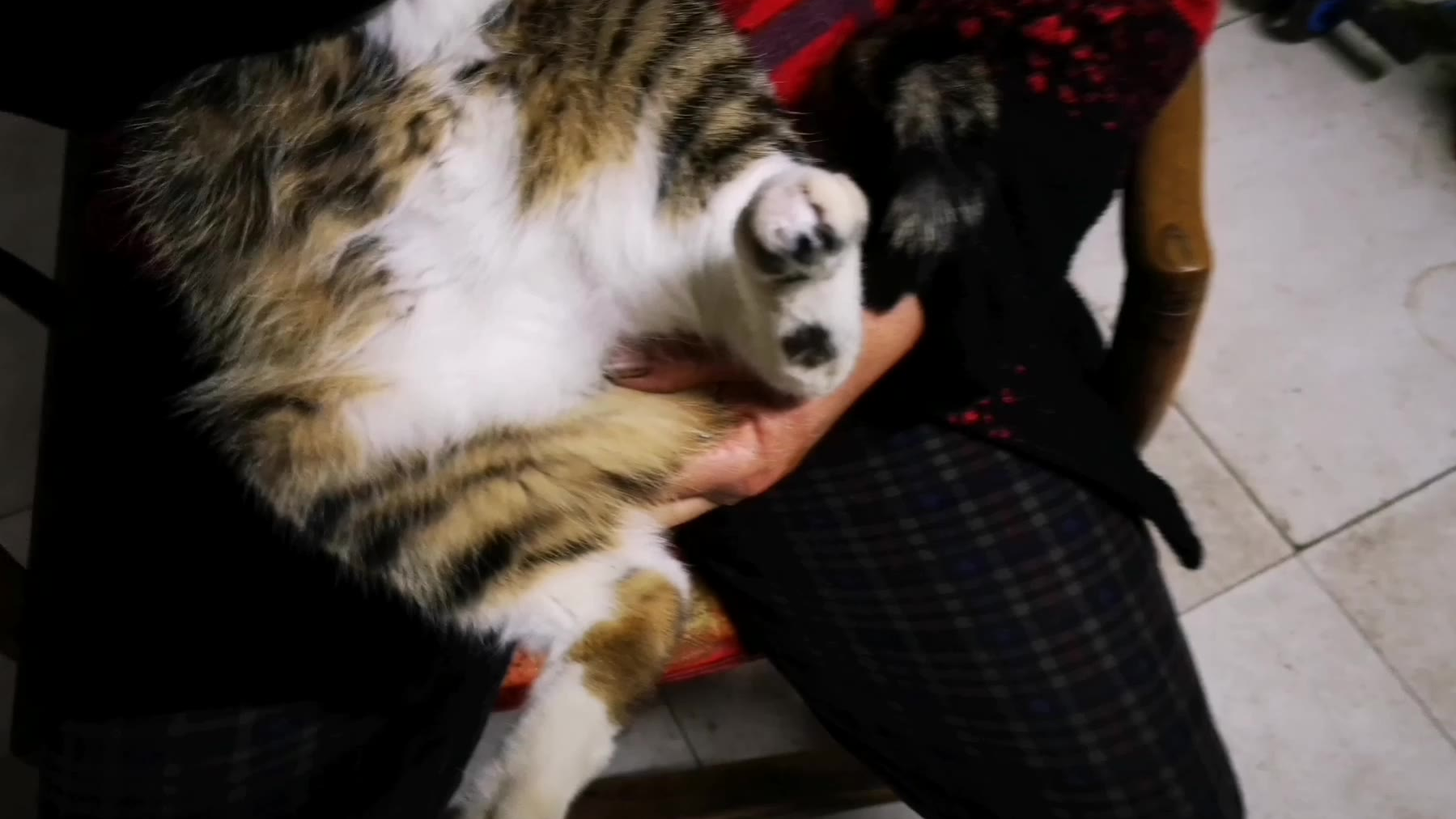 昔日村里猫大王,受伤悲催上药药!